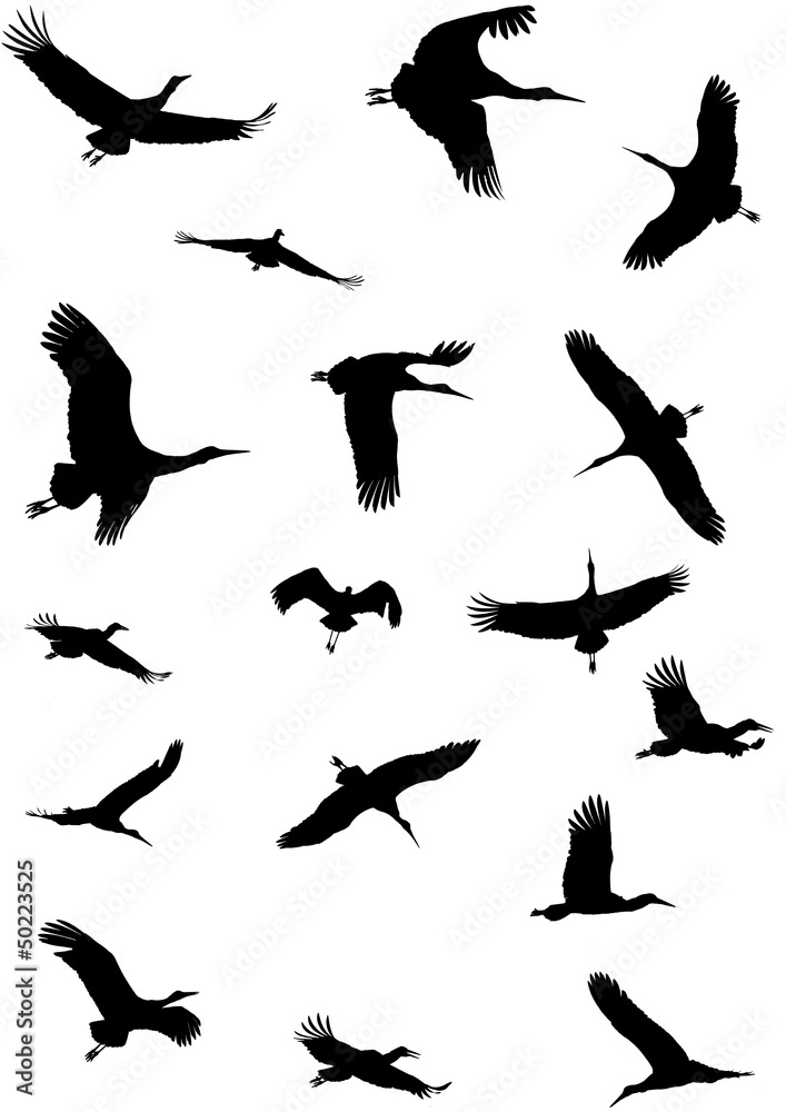 Fototapeta premium Störche im Flug Silhouetten