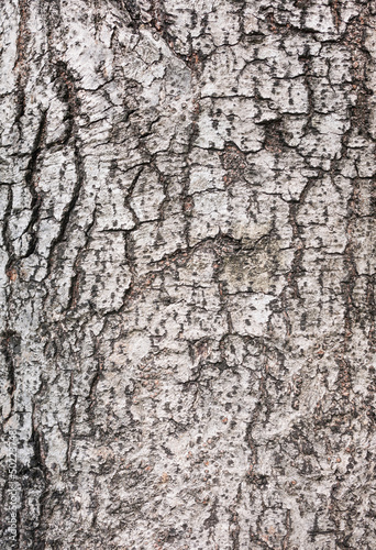 Fototapeta Naklejka Na Ścianę i Meble -  Wood bark texture