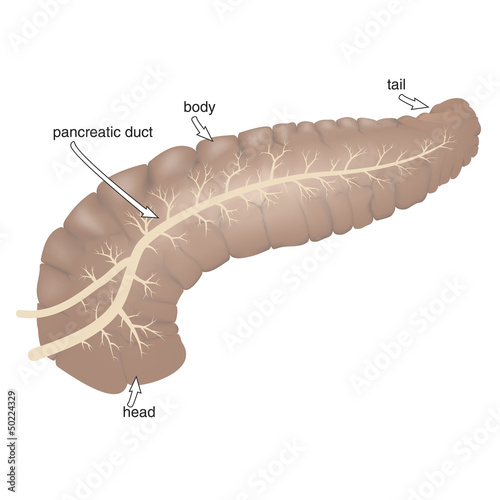pancreas