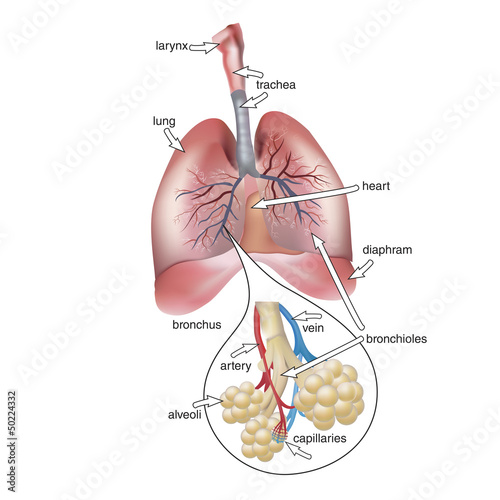 healthy lungs