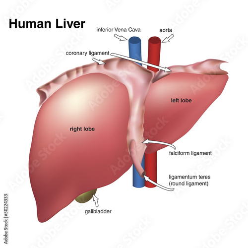 human liver