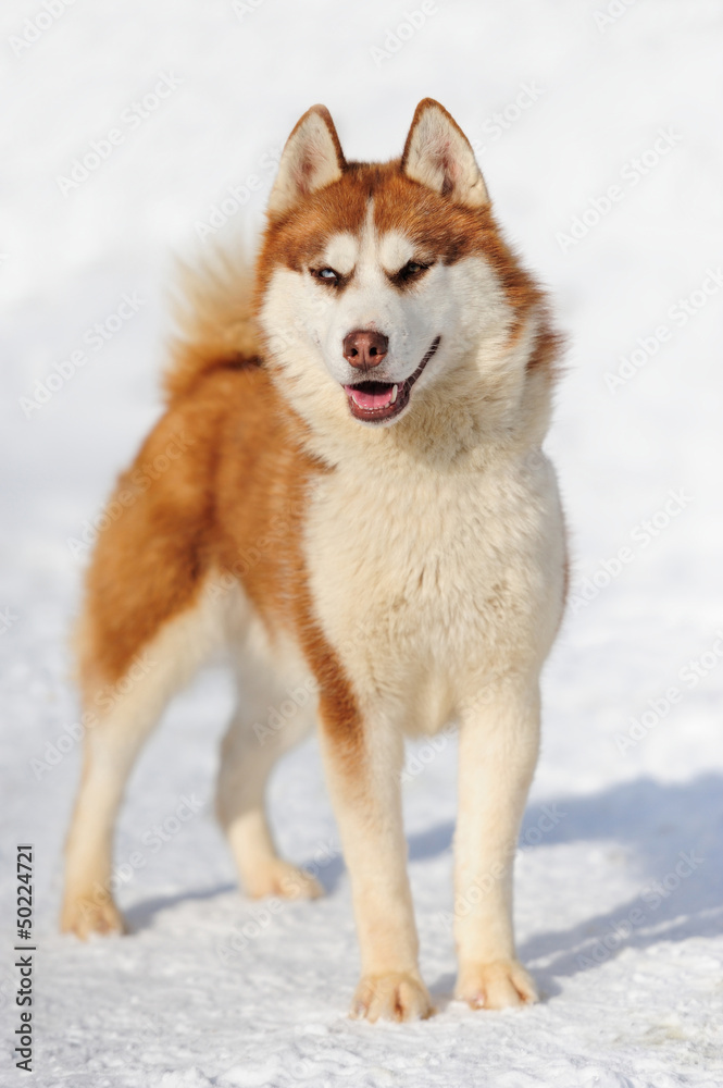 Siberian husky dog