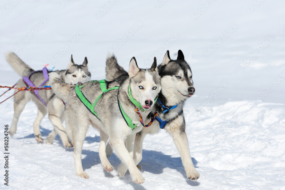 Siberian husky dog