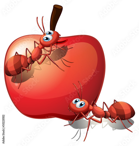 The two ants and the red apple