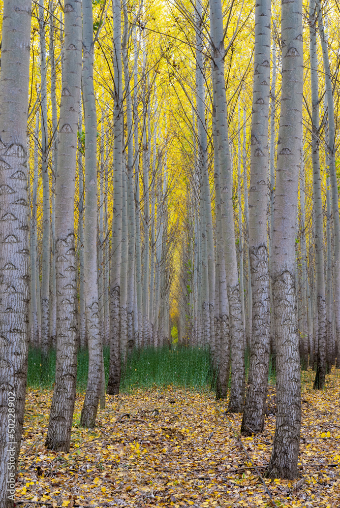 Tree Farm grove of trees with green grass Tree Farm grove of trees with green grass