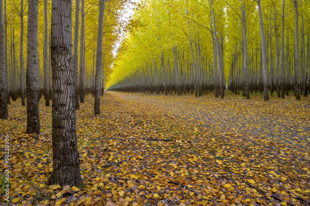 Obraz premium Access road to a tree farm autumn