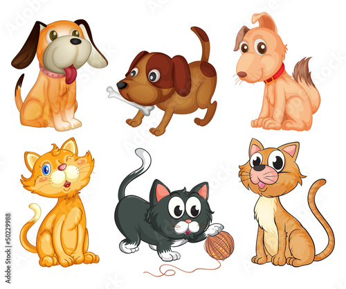 Lovable pets