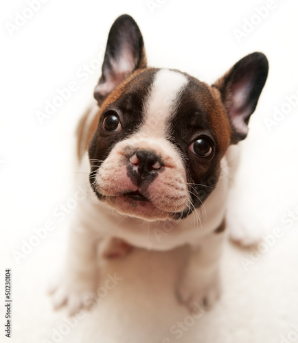 French bulldog puppy