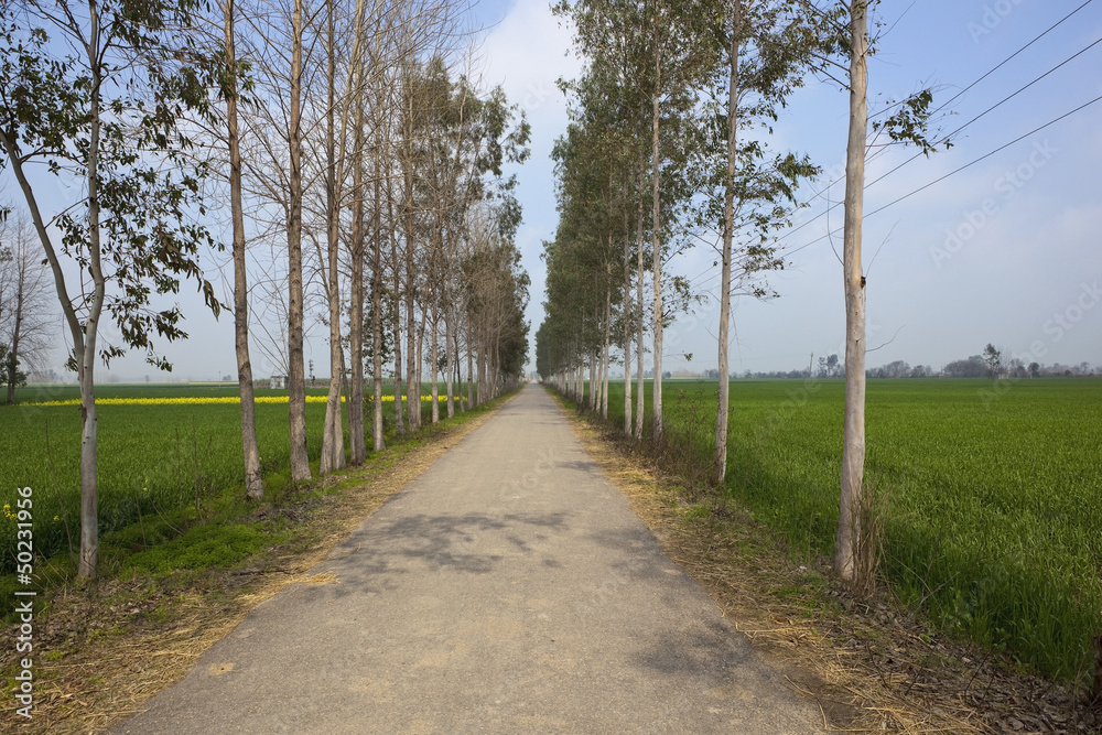 country road in the Punjab
