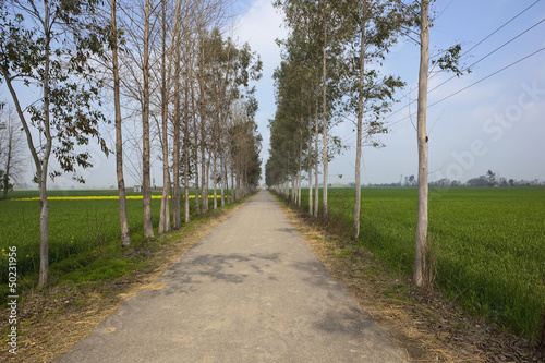 Obraz na płótnie country road in the Punjab w salonie