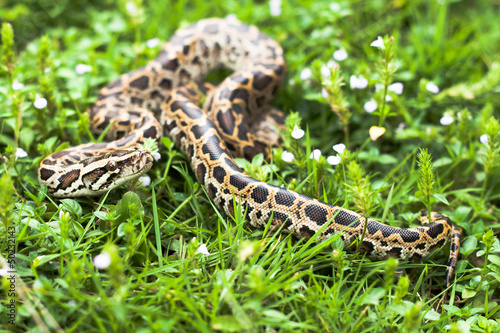 Dangerous burmese python could be found between the grasses