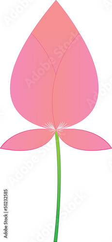Pink lotus boom on a white background. © kurapy