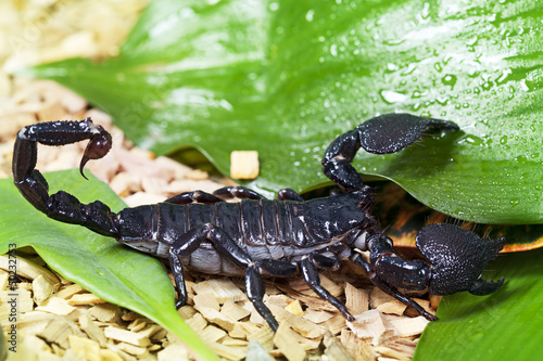 Scorpion in wildlife