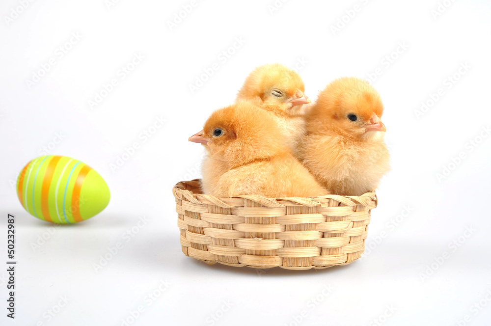 Easter - chickens in a basket and the egg