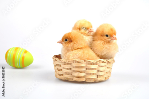 Easter - chickens in a basket and the egg