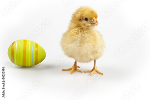 Easter Chick - Isolated