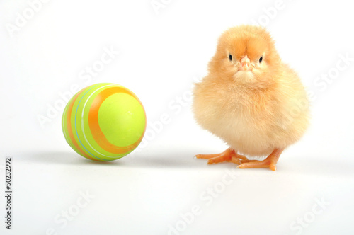 easter - wise chicken