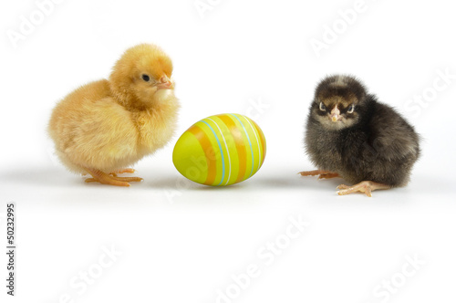 Easter - yellow and black chicken - isolated