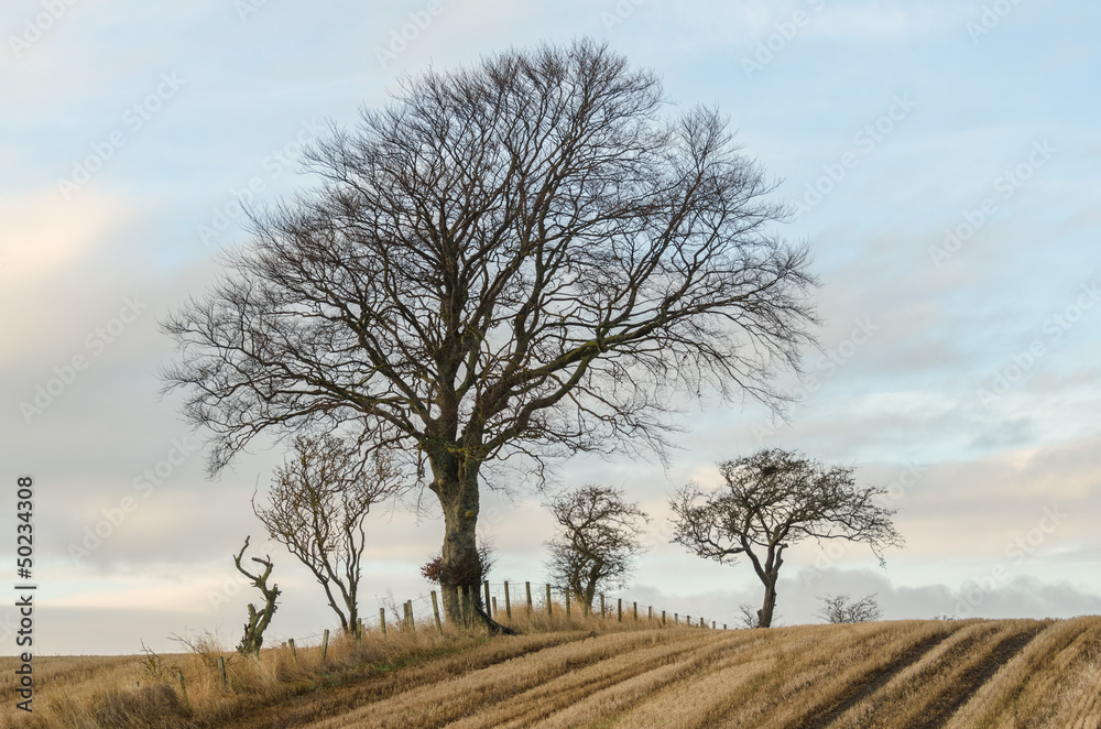 Fototapeta premium Tree on a hilly field against cloudy sky