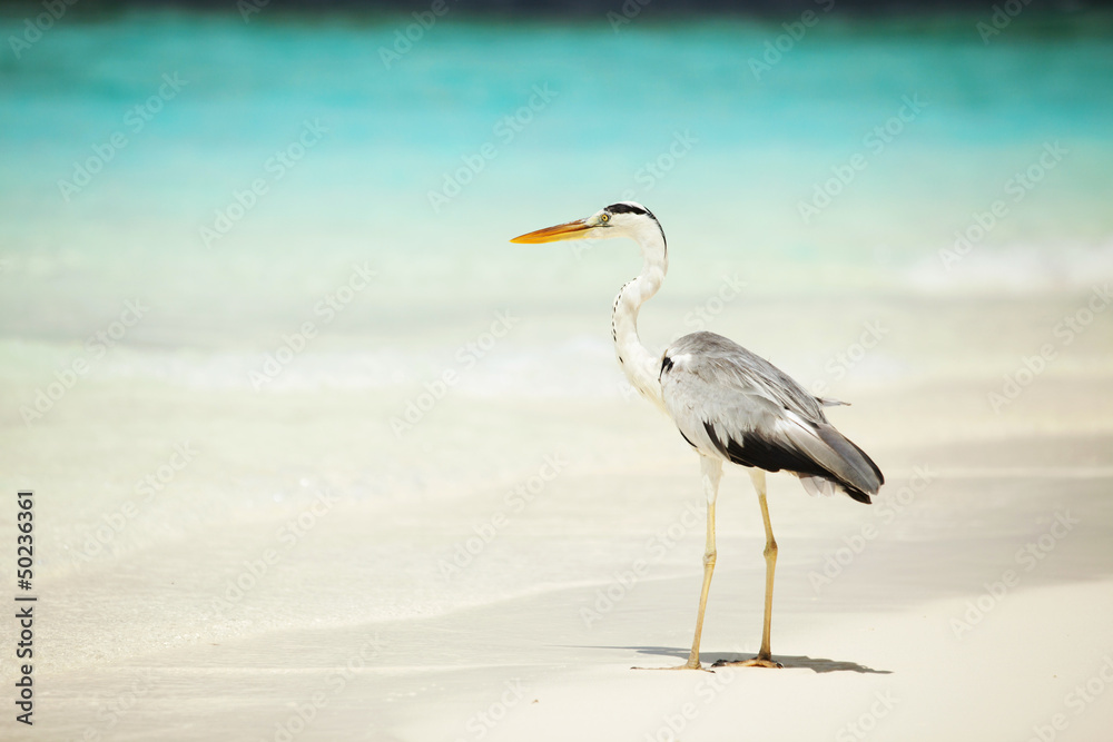 Obraz premium Grey Heron