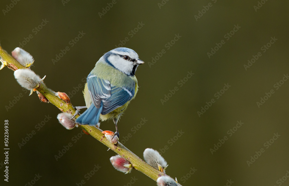 Fototapeta premium Blue tit on a willow twig