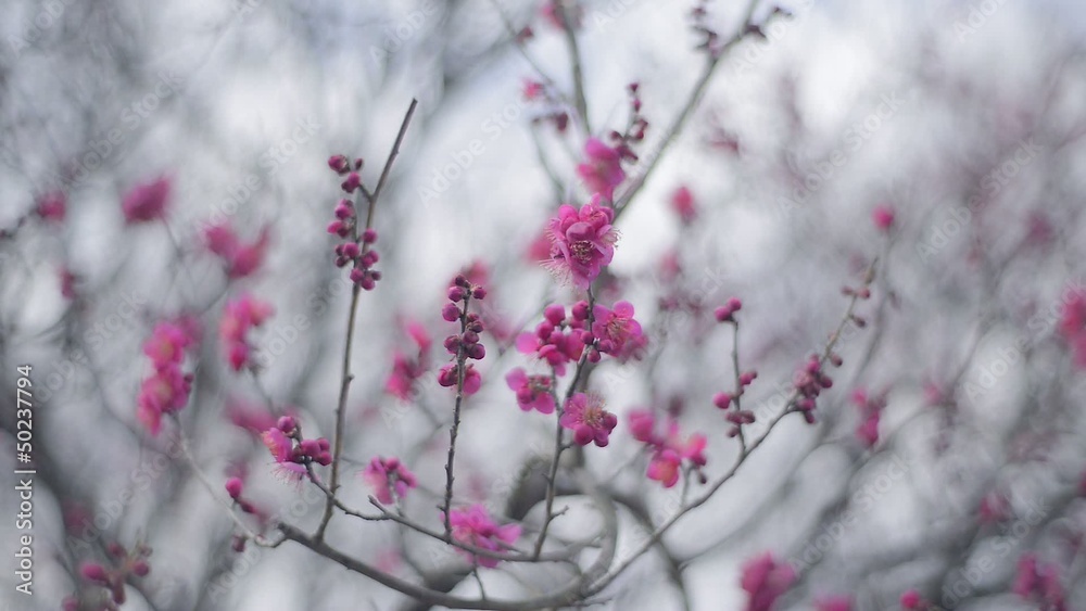 Flowers of Red Plum in Showa Kinen Park,Tokyo,Japan Flowers of Red Plum in Showa Kinen Park,Tokyo,Japan