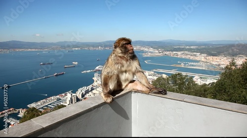 Gibraltar monkey on top of the rock