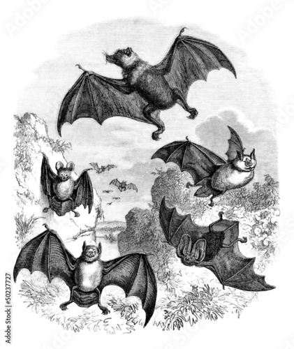 Bats - Chauve-Souris - Fledermaus photo