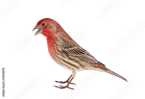 House Finch Isolated
