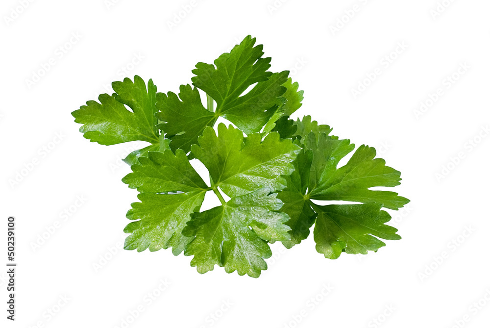 Green tops of parsley on white background.