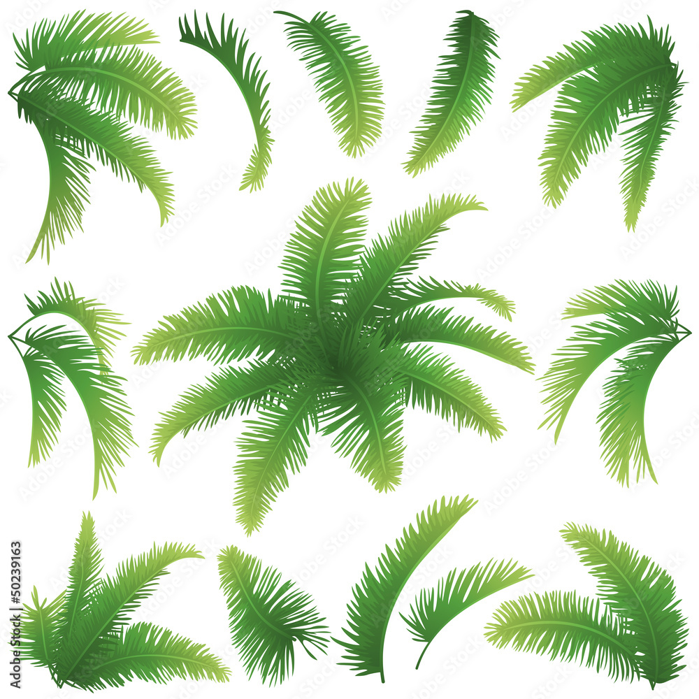 Fototapeta premium Branches of palm trees