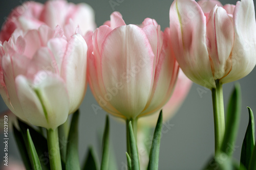 Fototapeta Naklejka Na Ścianę i Meble -  Rosa Tulpen