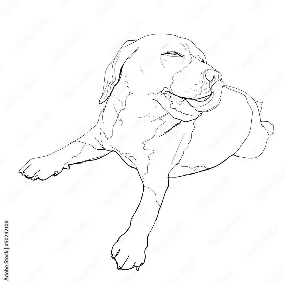 Fototapeta premium Happy's time of beagle