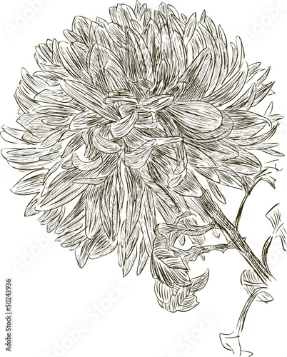 chrysanthemum