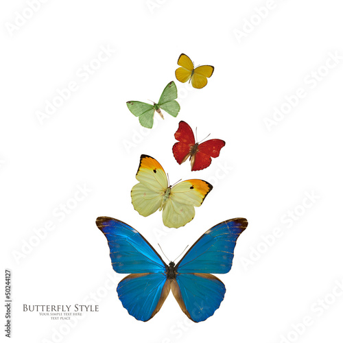 Butterfly flight