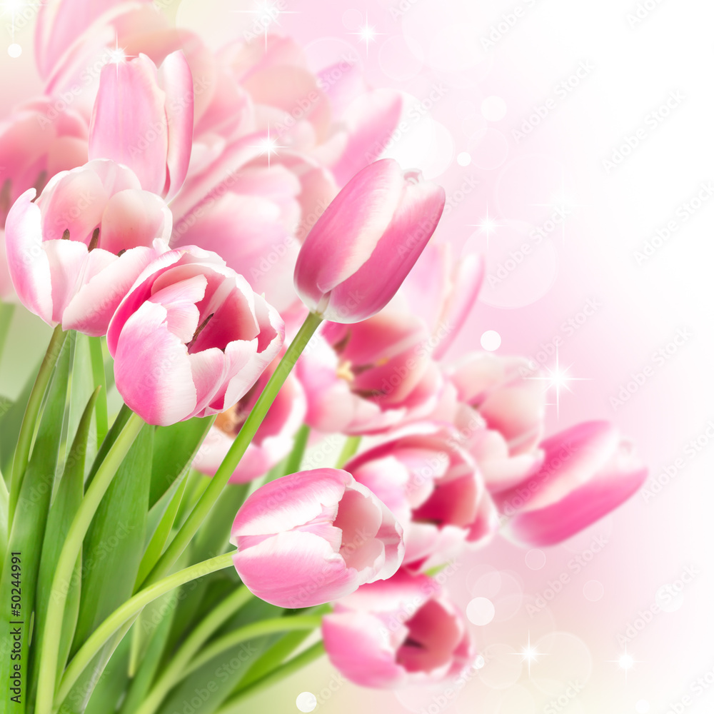 Fototapeta premium Flowers blooming tulips