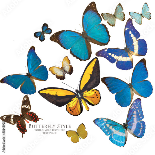 Ornithoptera & Morpho butterflies