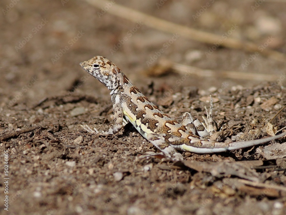 A Zebra-tailed Lizard in Mexico