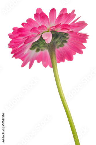 Beautiful Pink Daisy Flower on White Background