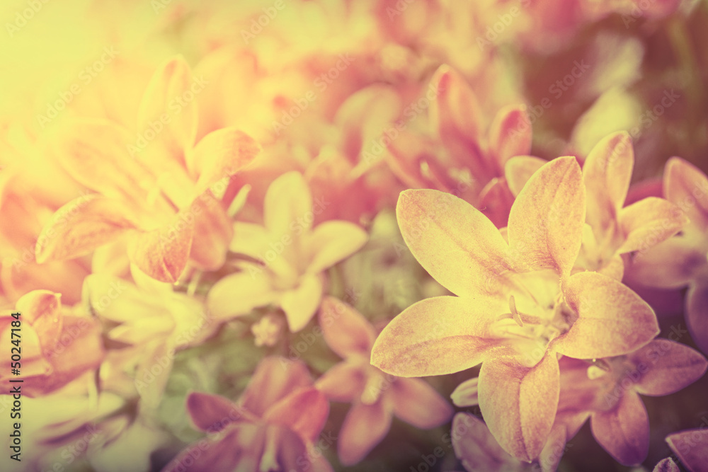 Obraz premium Campanula floral background