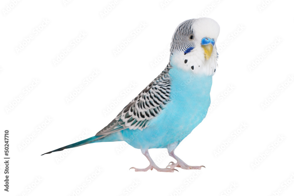 Fototapeta premium Wavy parrot