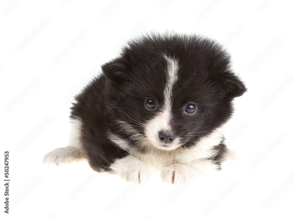 Portrait of pomeranian spitz Portrait of pomeranian spitz