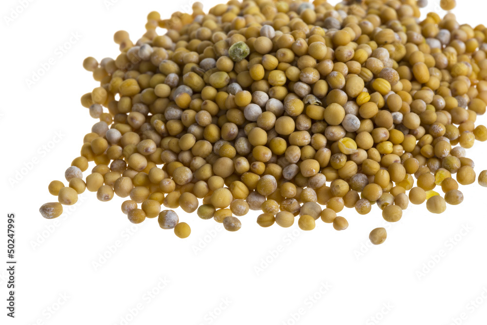 yellow mustard seeds yellow mustard seeds