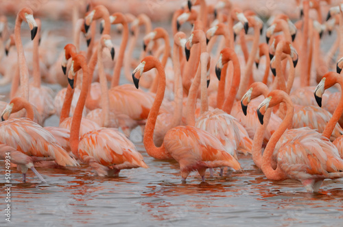 Flock of greater flamingos (Phoenicopterus roseus) in Mexico