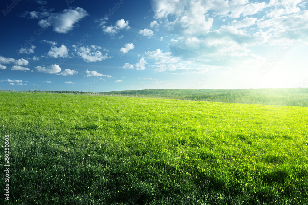 field of spring grass and forest field of spring grass and forest