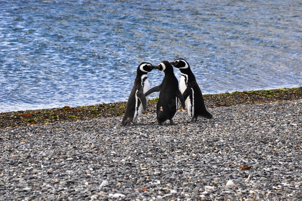 pingwiny magellańskie - obrazy, fototapety, plakaty 