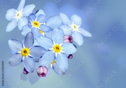 Forget-me-not flower over blue © Sylvie Bouchard