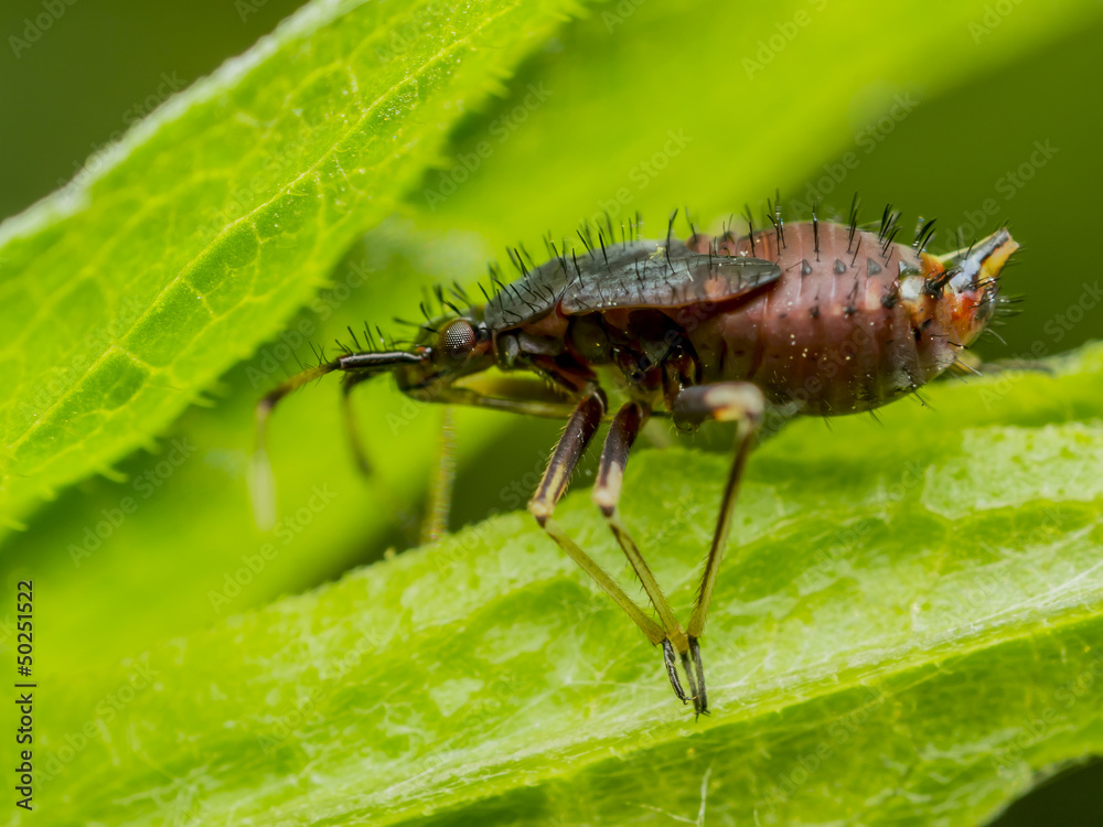 Springtail