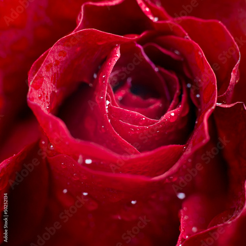 Fototapeta Naklejka Na Ścianę i Meble -  Red rose