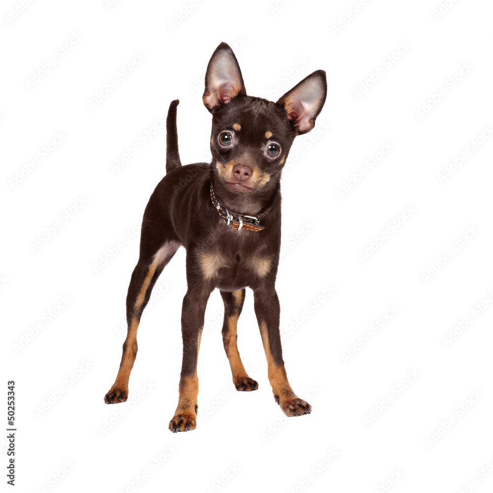 Obraz premium Russian Toy Terrier in studio